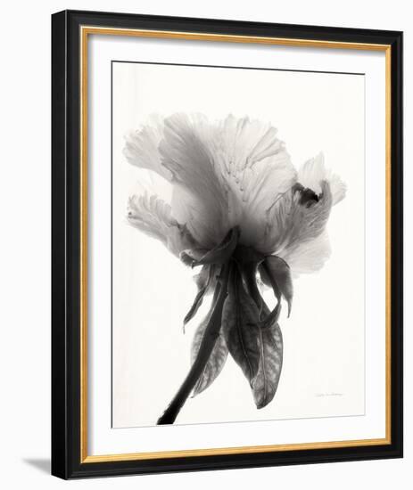 Translucent Peony VII-Debra Van Swearingen-Framed Photo