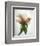 Translucent Peony VII-Debra Van Swearingen-Framed Photo