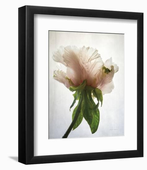 Translucent Peony VII-Debra Van Swearingen-Framed Photo