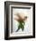 Translucent Peony VII-Debra Van Swearingen-Framed Photo