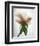 Translucent Peony VII-Debra Van Swearingen-Framed Photo