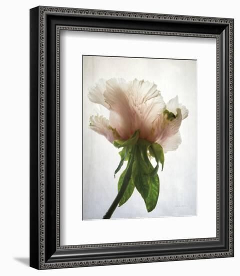 Translucent Peony VII-Debra Van Swearingen-Framed Photo