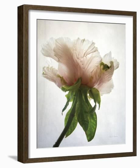 Translucent Peony VII-Debra Van Swearingen-Framed Photo