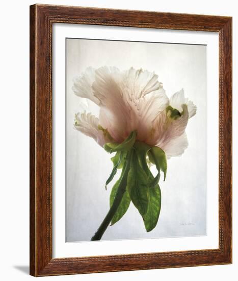 Translucent Peony VII-Debra Van Swearingen-Framed Photo