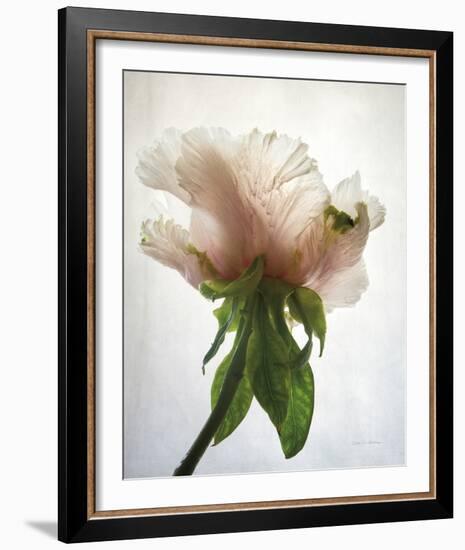 Translucent Peony VII-Debra Van Swearingen-Framed Photo