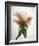 Translucent Peony VII-Debra Van Swearingen-Framed Photo