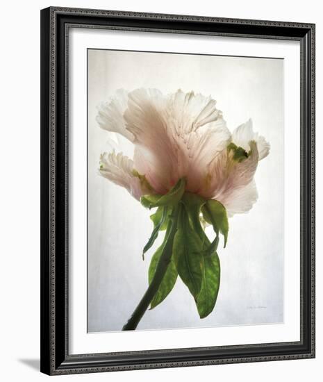 Translucent Peony VII-Debra Van Swearingen-Framed Photo