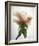 Translucent Peony VII-Debra Van Swearingen-Framed Photo