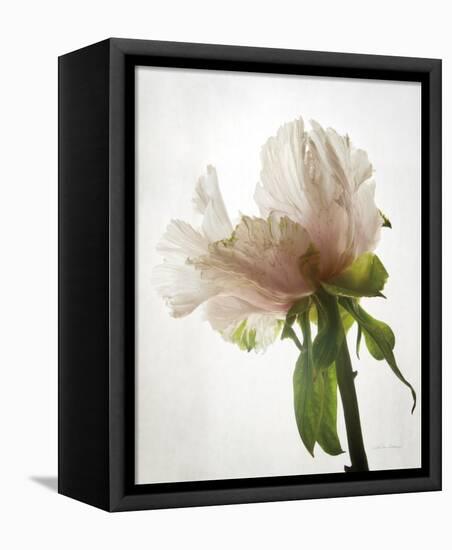 Translucent Peony VIII-Debra Van Swearingen-Framed Stretched Canvas