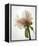 Translucent Peony VIII-Debra Van Swearingen-Framed Stretched Canvas