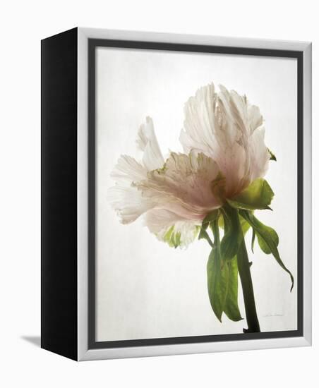 Translucent Peony VIII-Debra Van Swearingen-Framed Stretched Canvas