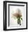 Translucent Peony VIII-Debra Van Swearingen-Framed Photo