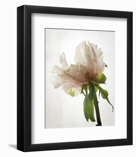 Translucent Peony VIII-Debra Van Swearingen-Framed Photo