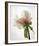 Translucent Peony VIII-Debra Van Swearingen-Framed Photo