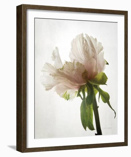 Translucent Peony VIII-Debra Van Swearingen-Framed Photo