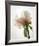 Translucent Peony VIII-Debra Van Swearingen-Framed Photo