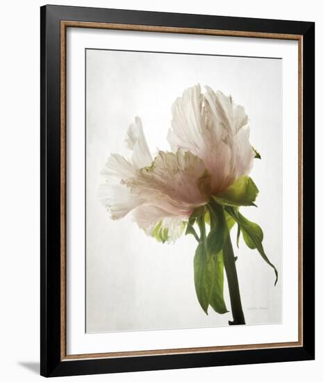 Translucent Peony VIII-Debra Van Swearingen-Framed Photo