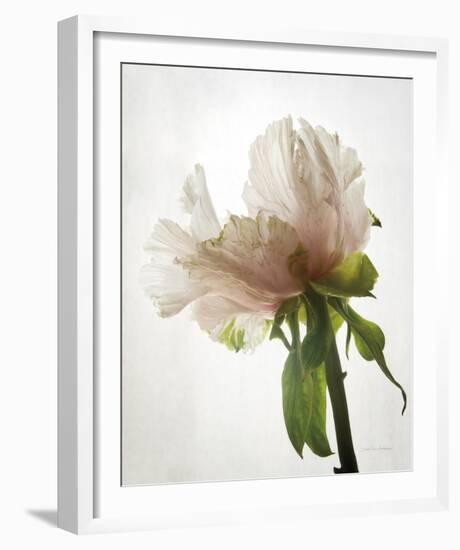 Translucent Peony VIII-Debra Van Swearingen-Framed Photo