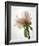 Translucent Peony VIII-Debra Van Swearingen-Framed Photo