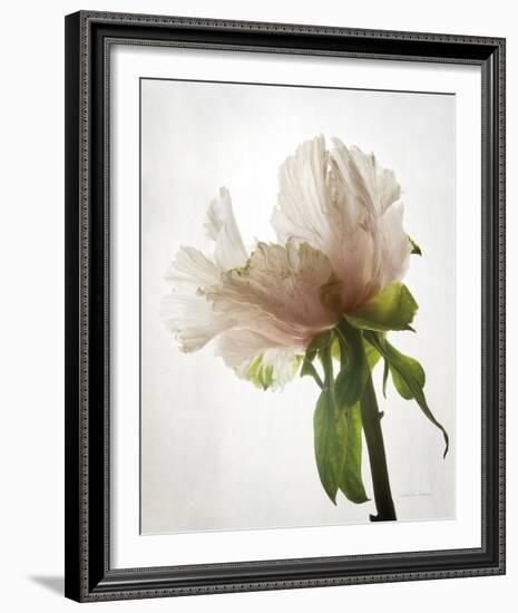 Translucent Peony VIII-Debra Van Swearingen-Framed Photo