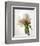 Translucent Peony VIII-Debra Van Swearingen-Framed Photographic Print