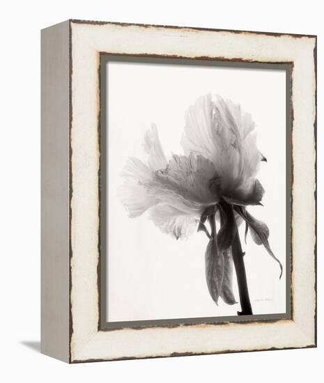 Translucent Peony VIII-Debra Van Swearingen-Framed Stretched Canvas