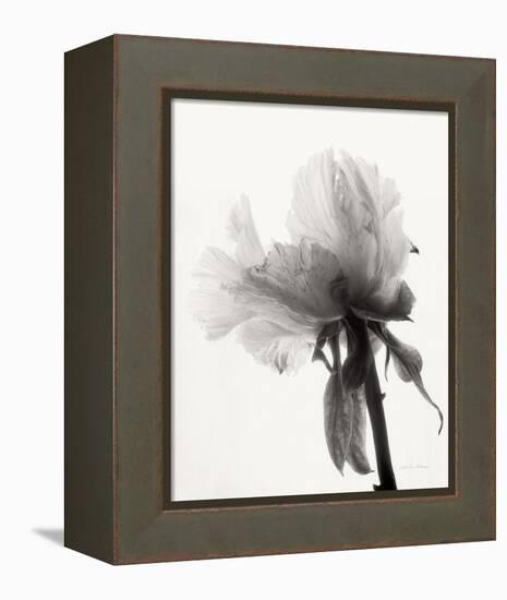 Translucent Peony VIII-Debra Van Swearingen-Framed Stretched Canvas