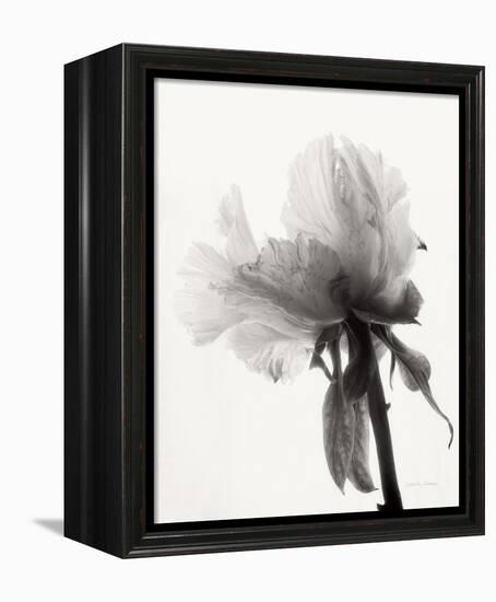 Translucent Peony VIII-Debra Van Swearingen-Framed Stretched Canvas