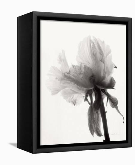 Translucent Peony VIII-Debra Van Swearingen-Framed Stretched Canvas