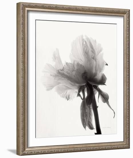 Translucent Peony VIII-Debra Van Swearingen-Framed Photo