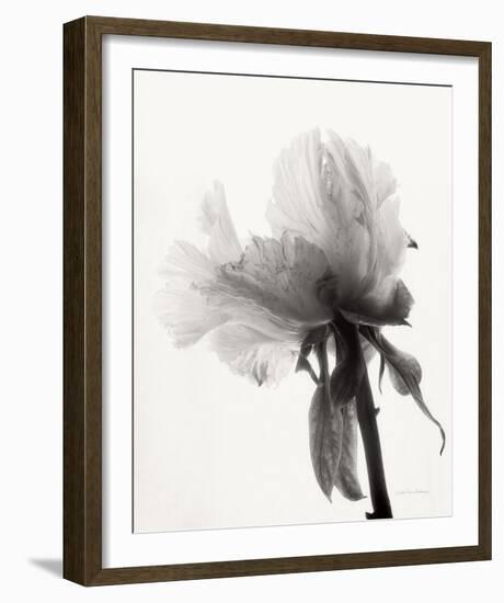 Translucent Peony VIII-Debra Van Swearingen-Framed Photo