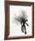 Translucent Peony VIII-Debra Van Swearingen-Framed Photo