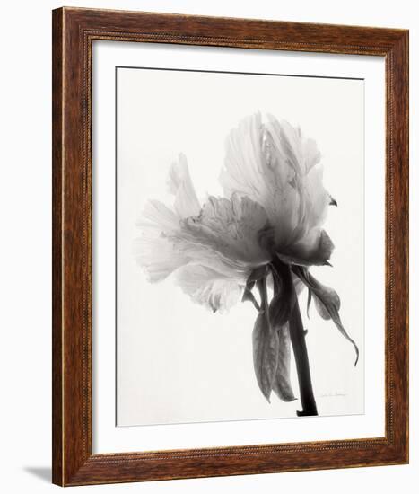 Translucent Peony VIII-Debra Van Swearingen-Framed Photo