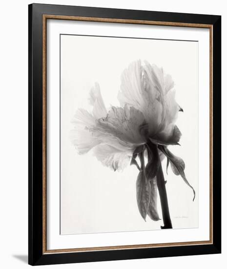 Translucent Peony VIII-Debra Van Swearingen-Framed Photo