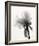 Translucent Peony VIII-Debra Van Swearingen-Framed Photo