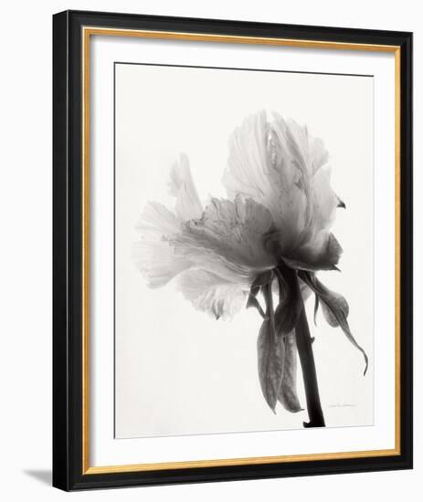 Translucent Peony VIII-Debra Van Swearingen-Framed Photo