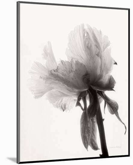 Translucent Peony VIII-Debra Van Swearingen-Mounted Photo