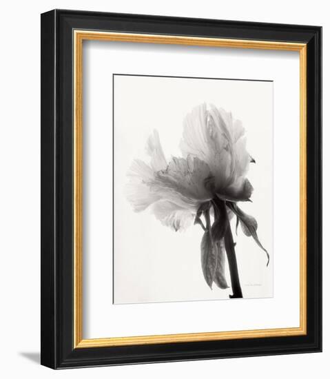 Translucent Peony VIII-Debra Van Swearingen-Framed Photo