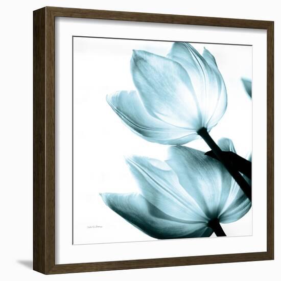 Translucent Tulips II Sq Aqua Crop-Debra Van Swearingen-Framed Art Print