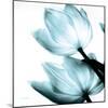 Translucent Tulips II Sq Aqua Crop-Debra Van Swearingen-Mounted Art Print