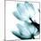 Translucent Tulips II Sq Aqua Crop-Debra Van Swearingen-Mounted Art Print
