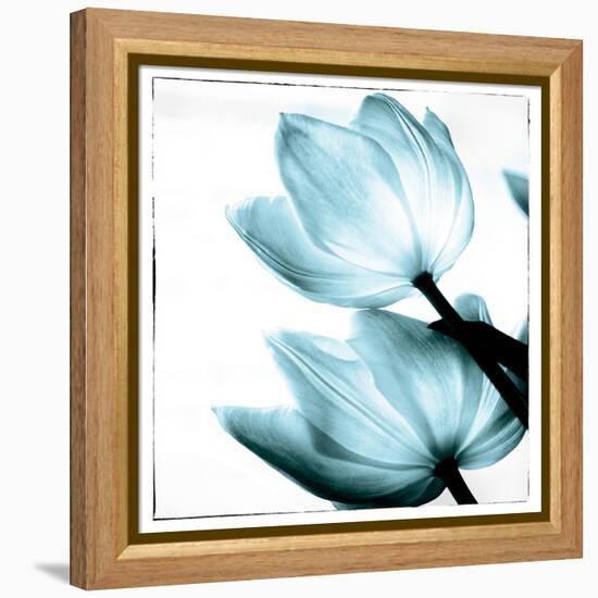 Translucent Tulips II Sq Aqua-Debra Van Swearingen-Framed Stretched Canvas