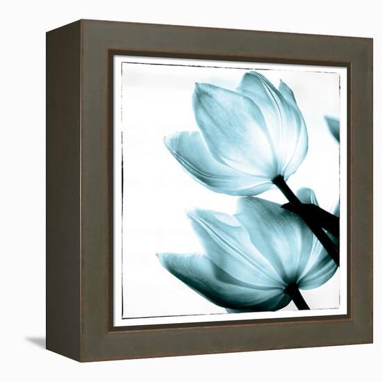 Translucent Tulips II Sq Aqua-Debra Van Swearingen-Framed Stretched Canvas