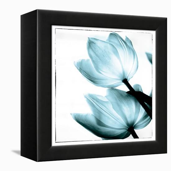 Translucent Tulips II Sq Aqua-Debra Van Swearingen-Framed Stretched Canvas