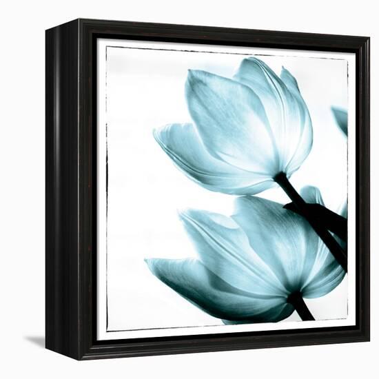 Translucent Tulips II Sq Aqua-Debra Van Swearingen-Framed Stretched Canvas