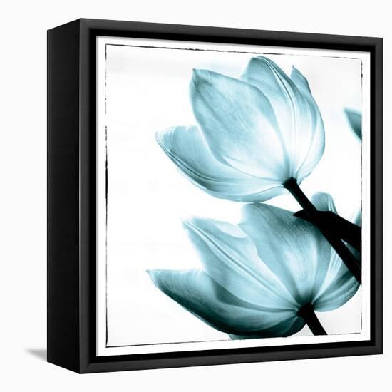 Translucent Tulips II Sq Aqua-Debra Van Swearingen-Framed Stretched Canvas