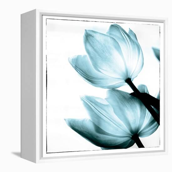 Translucent Tulips II Sq Aqua-Debra Van Swearingen-Framed Stretched Canvas