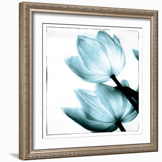 Translucent Tulips II Sq Aqua-Debra Van Swearingen-Framed Art Print