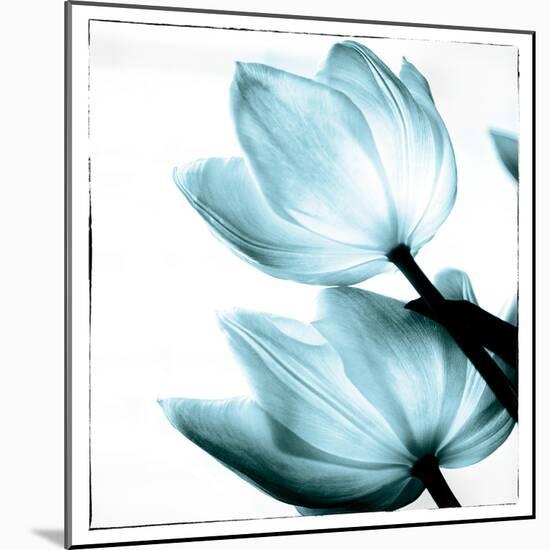 Translucent Tulips II Sq Aqua-Debra Van Swearingen-Mounted Art Print