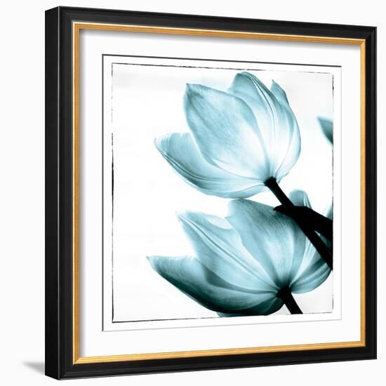 Translucent Tulips II Sq Aqua-Debra Van Swearingen-Framed Art Print